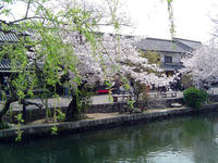 倉敷川も桜で彩られ。